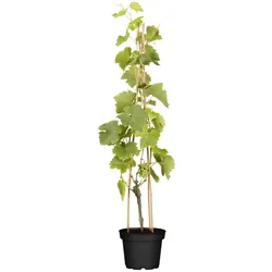 Vitis vinifera 'Lakemont', Weinrebe, kernlos, 80–100 cm