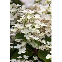 Pflanzen Für Dich Hydrangea paniculata 'CONFETTI', Rispenhortensie, 40–60 cm,