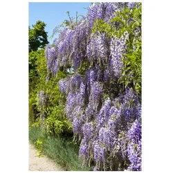 Wisteria floribunda, Japanische Blauregen, 60–100 cm