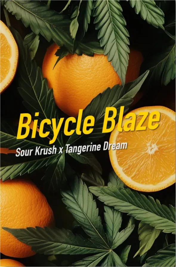 Dope Seeds Bicycle Blaze 6 Samen