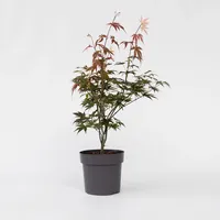 Plant in a Box - Acer palmatum 'Atropurpureum' Höhe