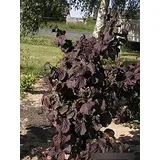 Corylus avellana Red Majestic® - Rotblättrige Korkenzieherhaselnuss Red Majestic - Blut Haselnuss