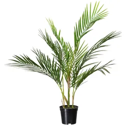 Kunstpalme CREATIV GREEN "Zimmerpalme", grün, H:70cm, Kunststoff, Kunstpflanzen, mit 9 Palmwedeln