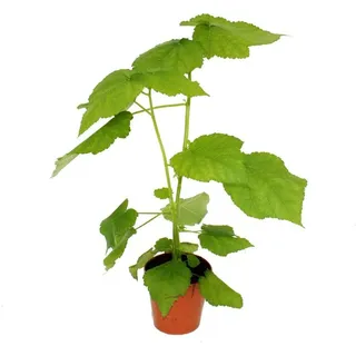 EXOTENHERZ Zimmerlinde Sparmannia africana 17cm Topf