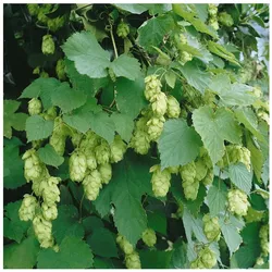 Humulus lupulus 'Hallertauer Tradition', Hopfen, 40–60 cm
