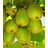 BALDUR Garten 1x Säulen-Kiwi 'Issai', Pflanze im 9x9 cm-Topf, selbstfruchtend, Stachelbeer-Kiwi, winterharte Obstpflanze, platzsparende Säule für kleine Gärten, Balkone & Terrassen, Actinidia arguta