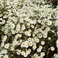 Pflanzen Für Dich Aster novi-belgii 'Schneeberg' ca. 9x9 cm