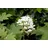 Pflanzen Für Dich Hydrangea Quercifolia Eichenblatthortensie 40-60 cm