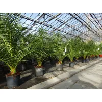 Grünwaren Palme 90-120 cm, Phoenix canariensis, kanarische Dattelpalme, kräftige