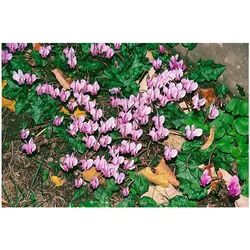 Cyclamen hederifolium 'Rosenteppich', Alpenveilchen, rosa, ca. 9x9 cm Topf