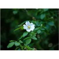 Pflanzen Für Dich Rosa multiflora Vielblütige Rose, 40–60 cm