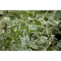 Pflanzen Für Dich Vinca minor Ralph Shugert', Immergrün, blau, ca. 9x9 cm Topf