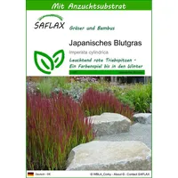 SAFLAX - Gräser-Bambus-Japanisches Blutgras - 50 Samen - Mit