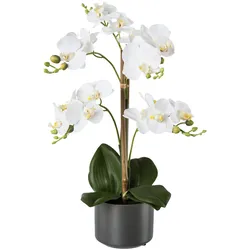 Gasper Phalenopsis im Keramiktopf 38 cm Topfpflanze weiß
