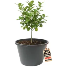 BigDean Blumenkübel XXL 63 x 63 x 43 cm Schwarz