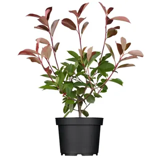 Pflanzen Für Dich Photinia fraseri 'Red Robin', Glanzmispel, rot, 40–60 cm