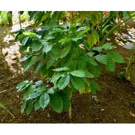 Samenchilishop arabica Nana 20 Samen