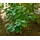 Samenchilishop arabica Nana 20 Samen