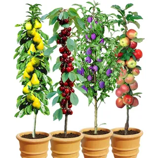 BALDUR Garten 4er Säulenobst-Kollektion, 4 Pflanzen im 1,5-Liter Containertopf, als Säule Birnbaum, Kirschbaum, Pflaumenbaum, Apfelbaum, winterhart, für ...