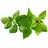 Click & Grow Click and Grow, - Smart Garden Refill 9-pack Basil Variety Mix