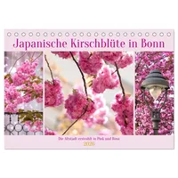 Calvendo Japanische Kirschblüte in Bonn (Tischkalender 2026 DIN A5