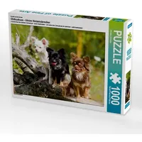 Calvendo Ein Motiv aus dem Kalender Chihuahuas - kleine