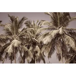 Fototapete PAPERMOON "PALMEN-NATUR DSCHUNGEL PFLANZEN BÄUME WALD STRAND MEER", bunt, B:3,00m L:2,23m, Vlies, Tapeten