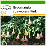 Saflax - Engelstrompete - 10 Samen - Mit keimfreiem Anzuchtsubstrat - Brugmansia suaveolens Pink