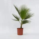 Plant in a Box - Mexikanische Fächerpalme - Washingtonia robusta - Höhe 70-90cm