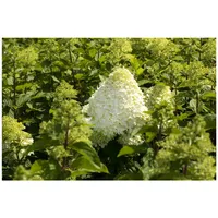 Pflanzen Für Dich Hydrangea paniculata 'Grandiflora', Rispenhortensie, weiß, 40–60
