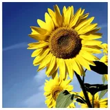 Paper + Design Sonnenblumeblüte