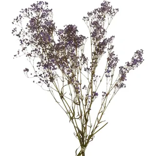 Decoris Schleierkraut 50cm Trockenblumenstrauß Trockenpflanzen getrockneter Gypsophila