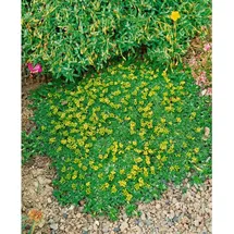 Pflanzen Für Dich Azorella trifurcata Nana Polsterpflanze, ca. 9x9 cm Topf