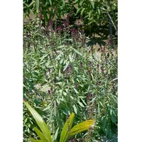 Pflanzen Für Dich Lysimachia atropurpurea, Purpur-Felberich, ca. 9x9 cm