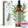 Health Press Rosmarinöl Öl 60 ml