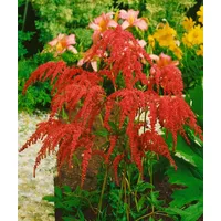 Pflanzen Für Dich Astilbe thunbergii 'Rote Straußenfeder' rote Blüten,