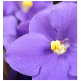 YODEYMA Harpina Eau de Parfum 100 ml