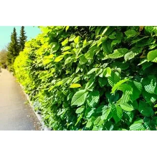 10st. Hainbuche 60-80cm ohne Topf gemessen Heckenpflanzen Carpinus betulus Hecke Weißbuche Gartenhecke Hainbuchen