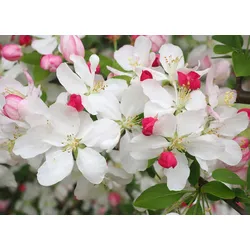 Fototapete PAPERMOON "WEIßE KIRSCH-BLÜTEN-BLUMEN PFLANZEN DEKOR NATUR MUSTER", bunt, B:3,50m L:2,60m, Vlies, Tapeten