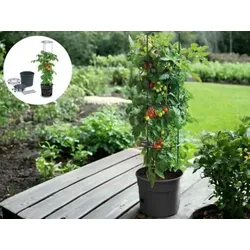 Anzuchttopf für Tomaten Ø 29