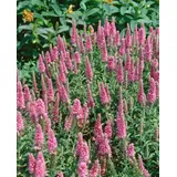 PlantaPro Veronica spicata 'Heidekind' 9x9 cm Topf – Winterhart, Mehrjährig & Pflegeleicht – Ehrenpreis – Beetstaude für Garten & Rabatte