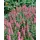 PlantaPro Veronica spicata 'Heidekind' 9x9 cm Topf – Winterhart, Mehrjährig & Pflegeleicht – Ehrenpreis – Beetstaude für Garten & Rabatte