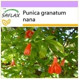 Saflax - Zwerg - Granatapfel - 50 Samen - Punica granatum nana