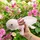 TOBAR Axolotl 30 cm Rosa