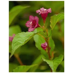 Weigela 'Bristol Ruby', Weigelie, rubinrot, 60–80 cm