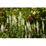 PlantaPro Salvia nemorosa Schneehügel Steppen-Salbei Ca. 9x9 cm Topf