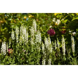 PlantaPro Salvia nemorosa Schneehügel Steppen-Salbei Ca. 9x9 cm Topf