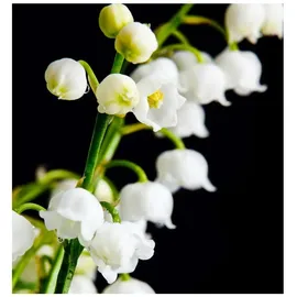 YODEYMA Seduccion Eau de Parfum 15 ml