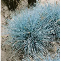 Pflanzen Für Dich Festuca Cinerea Uchte Blauschwingel 2 Liter Container