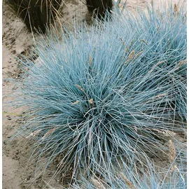 Pflanzen Für Dich Festuca Cinerea Uchte Blauschwingel 2 Liter Container